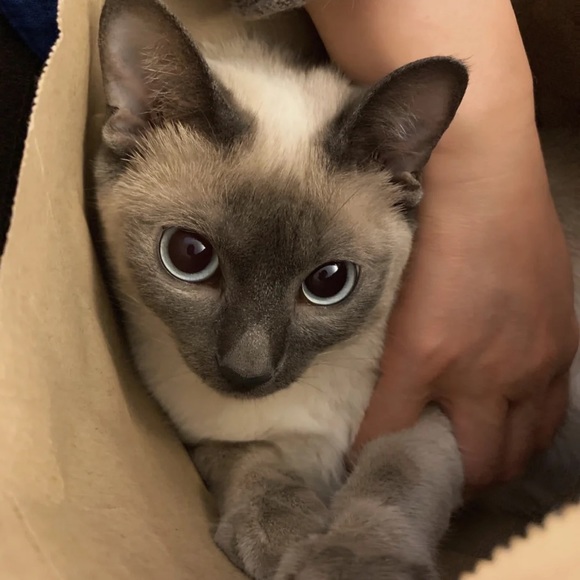 Meet your Posher, M - Picture 1 of 1